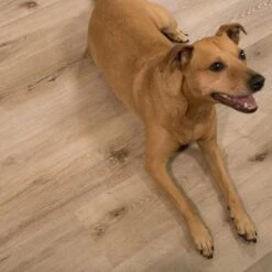 CALI Vinyl Pro Classic 10-Piece 7.12-in X 48-in Aged Hickory Luxury Vinyl Plank Flooring -Household Items 810124035006 12028389 1800x1800